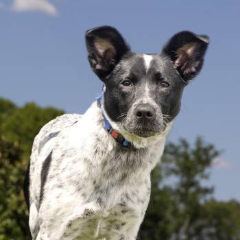 Mixed Breed Dogs Available for Adoption in Franklin, Tennessee - Reign | PetCurious