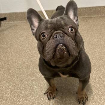 French Bulldog Dogs Available for Adoption in League City, Texas - Lucky | PetCurious