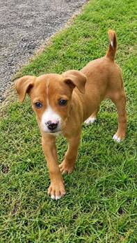 Lupita -  Boxer Dog for Adoption in Jenkintown, Pennsylvania - Lupita | PetCurious