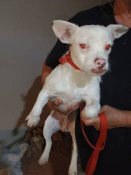 Rescue Terrier Dogs for Adoption in Riverton, Utah - Comet | PetCurious