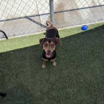 Brownie -  Chihuahua and Mixed Breed Dog for Adoption in Long Beach, California - Brownie | PetCurious