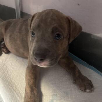 Mixed Breed Dogs Available for Adoption in Port Charlotte, Florida - 0554-D26 | PetCurious
