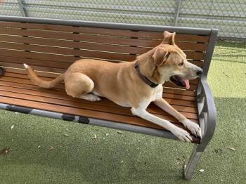 Kilo -  Mixed Breed and Labrador Retriever Dog for Adoption in Austin, Texas - Kilo | PetCurious