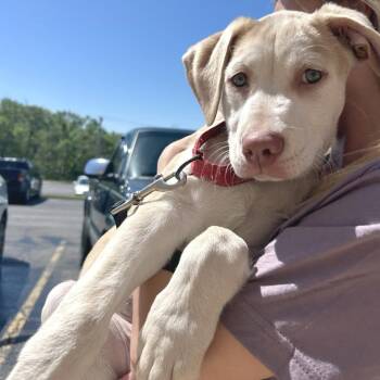 Mixed Breed Dogs Available for Adoption in Union, Missouri - Matey K5 | PetCurious