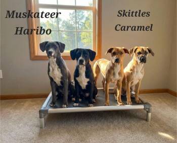 Pit Bull Terrier Dogs Available for Adoption in Monroe, Louisiana - Caramel | PetCurious