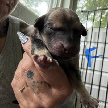 NY Arrabella Avail Jul 25 (4H Putnam County Fair Carmel NY) -  Yellow Labrador Retriever and Golden Retriever Dog for Adoption in Eastford, Connecticut - NY Arrabella Avail Jul 25 (4H Putnam County Fair Carmel NY) | PetCurious