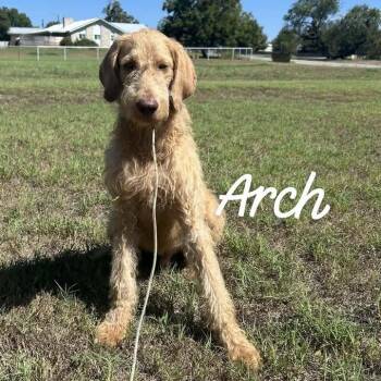 Arch -  Mixed Breed Dog for Adoption in Buchanan Dam, Texas - Arch | PetCurious