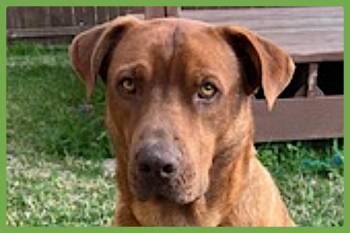 Pit Bull Terrier and Labrador Retriever Dogs Available for Adoption - Stitch | PetCurious