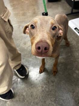 cj -  Mixed Breed Dog for Adoption in Thousand Oaks, California - Cj | PetCurious