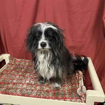 PHINEAS -  Havanese Dog for Adoption in Modesto, California - PHINEAS | PetCurious