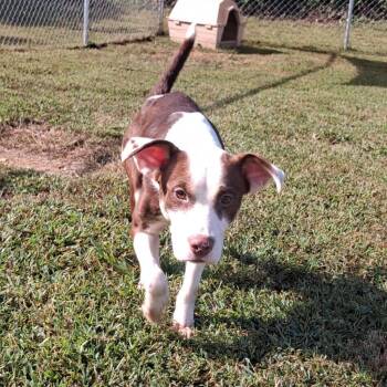 Latta -  Terrier and Mixed Breed Dog for Adoption in Blountville, Tennessee - Latta | PetCurious