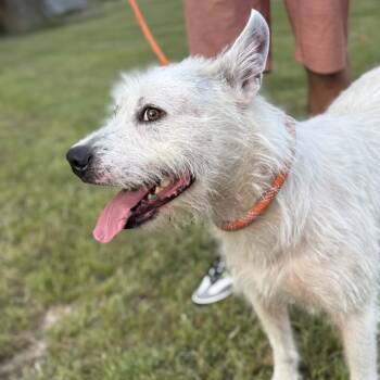 Rescue Mixed Breed Dogs for Adoption in Cleveland, Texas - Micha | PetCurious