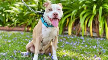 Rescue American Staffordshire Terrier Dogs for Adoption in Los Angeles, California - Paige | PetCurious