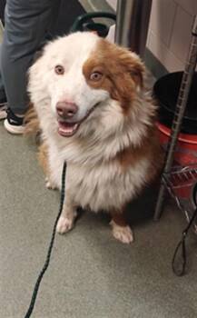 Mixed Breed Dogs Available for Adoption - A174768 | PetCurious