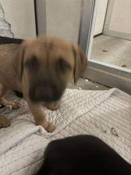 Labrador Retriever and Mixed Breed Dogs Available for Adoption in Stockton, California - A374186 | PetCurious