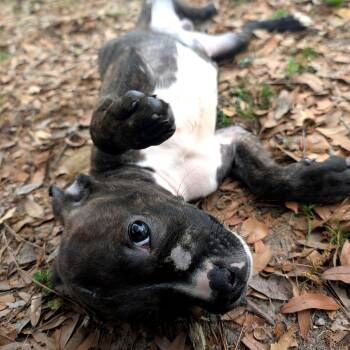 Snorch -  Mixed Breed Dog for Adoption in Savannah, Georgia - Snorch | PetCurious