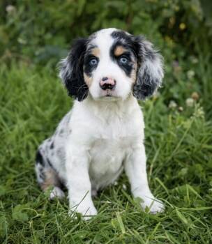 Arthur -  Cocker Spaniel and Australian Shepherd Dog for Adoption in Iron Ridge, Wisconsin - Arthur | PetCurious