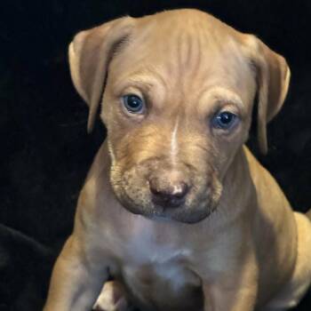 Labrador Retriever and Pit Bull Terrier Dogs Available for Adoption - Sparkie | PetCurious