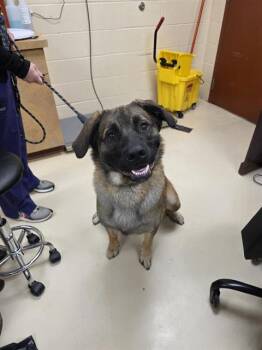 Rescue German Shepherd Dog and Mixed Breed Dogs for Adoption in Aliquippa, Pennsylvania - BJORN | PetCurious