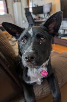 Rescue Australian Cattle Dog Blue Heeler Dogs for Adoption in Laramie, Wyoming - Lucky Day (FTF- Albany County Only) | PetCurious