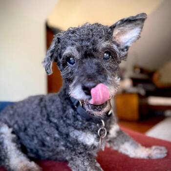 Rescue Miniature Schnauzer Dogs for Adoption in Richmond, Kentucky - Poppy Seed | PetCurious