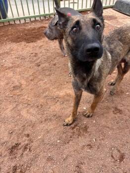 Sydney -  Belgian Shepherd Malinois Dog for Adoption in Hobbs, New Mexico - Sydney | PetCurious