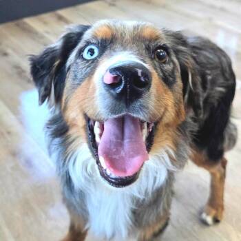 Bailey -  Australian Shepherd Dog for Adoption in Idaho Falls, Idaho - Bailey | PetCurious