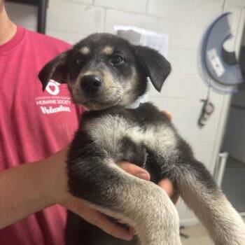 Shepherd and Husky Dogs Available for Adoption in Birmingham, Alabama - Charlie | PetCurious
