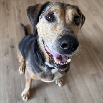 Rusty -  Catahoula Leopard Dog and Hound Dog for Adoption in Hurricane, Utah - Rusty | PetCurious