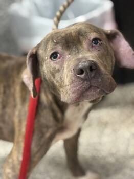 Rescue Mixed Breed Dogs for Adoption in West Chester, Pennsylvania - Tuna | PetCurious