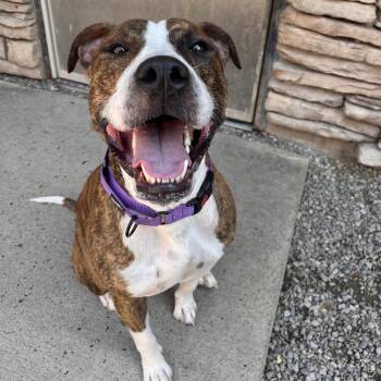 Clemson -  Mixed Breed Dog for Adoption in Fairport, New York - Clemson | PetCurious