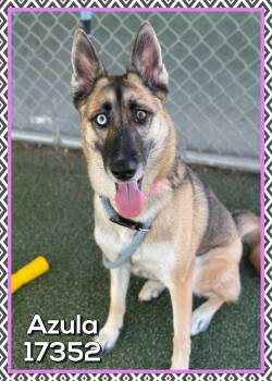 German Shepherd Dog and Belgian Shepherd Malinois Dogs Available for Adoption - AZULA (also See ZUKO) | PetCurious