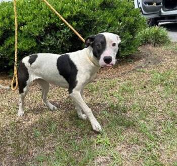 Mixed Breed Dogs Available for Adoption in Savannah, Georgia - Lu | PetCurious