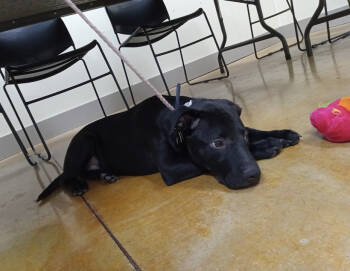 Rescue Pit Bull Terrier and Black Labrador Retriever Dogs for Adoption in Austin, Minnesota - Teddy | PetCurious