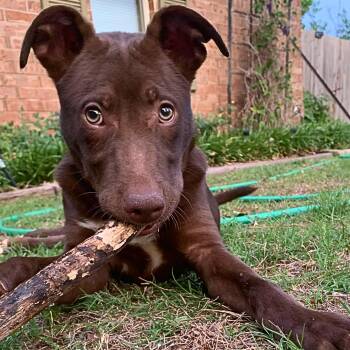 Finn -  Labrador Retriever and American Staffordshire Terrier Dog for Adoption in Chatham, New Jersey - Finn | PetCurious