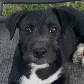 Terrier and Corgi Dogs Available for Adoption in Corpus Christi, Texas - Spencer | PetCurious