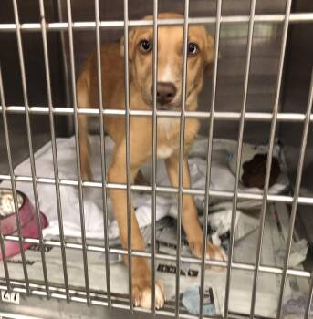 Callie -  Collie Dog for Adoption in Parma, Ohio - Callie | PetCurious