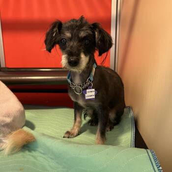 Oompa Loompa -  Mixed Breed Dog for Adoption in San Francisco, California - Oompa Loompa | PetCurious