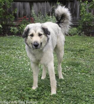 Great Pyrenees Dogs Available for Adoption in Nashville, Tennessee - Mimi | PetCurious