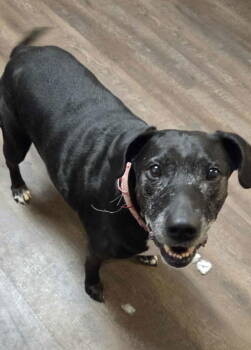 Rescue Labrador Retriever Dogs for Adoption in Fort Collins, Colorado - Minnie | PetCurious