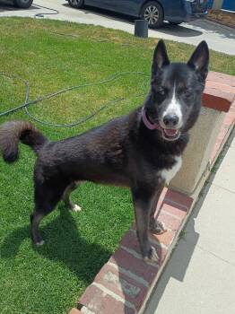 Jet -  Husky Dog for Adoption in Frazier Park, California - Jet | PetCurious
