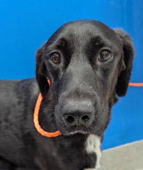 Rescue Labrador Retriever Dogs for Adoption in Las Vegas, Nevada - JULIANA | PetCurious