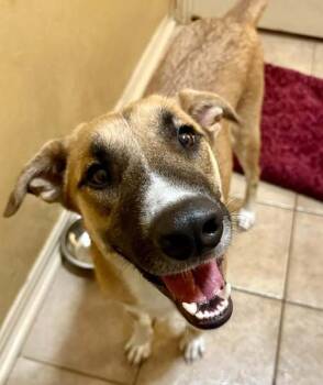 Rescue Mixed Breed Dogs for Adoption in Dallas, Texas - Cora | PetCurious