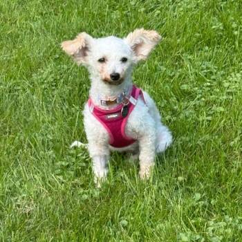 Franny -  West Highland White Terrier Westie and Miniature Poodle Dog for Adoption in St. Thomas, Ontario - Franny | PetCurious