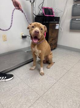 Malden -  Pit Bull Terrier Dog for Adoption in Sorrento, Louisiana - Malden | PetCurious