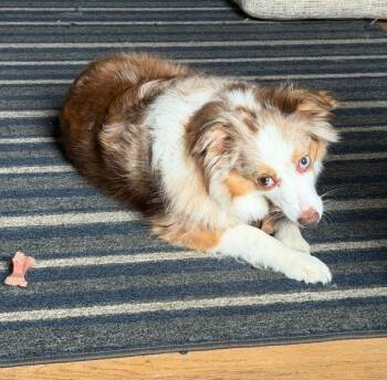 1194 Benji (the mini) -  Australian Shepherd Dog for Adoption in Ringwood, Illinois - 1194 Benji (the Mini) | PetCurious