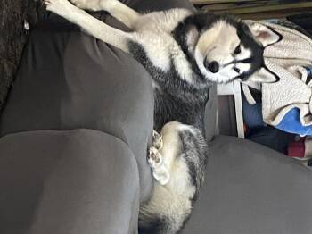 Rescue Siberian Husky Dogs for Adoption in Blytheville, Arkansas - Luna | PetCurious