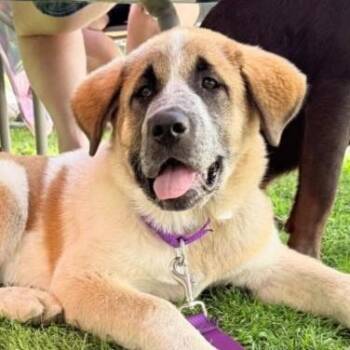 Mirabelle -  Saint Bernard Dog for Adoption in Rensselaer, New York - Mirabelle | PetCurious