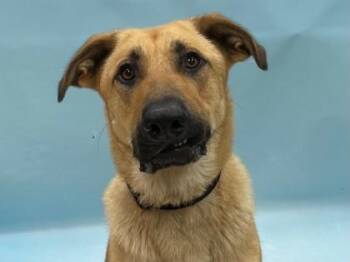 Ringo -  German Shepherd Dog and Mixed Breed Dog for Adoption in Minneapolis, Minnesota - Ringo | PetCurious