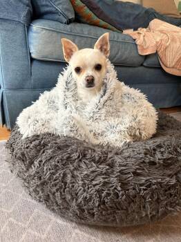 Chihuahua Dogs Available for Adoption - Elfie | PetCurious